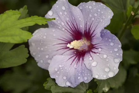 Hibiscus syr. 'Marina' - 90 CM STEM C15 - image 5
