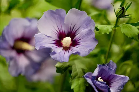 Hibiscus syr. 'Marina' - 90 CM STEM 7.5 L - image 2