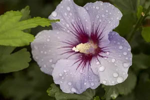 Hibiscus syr. 'Marina' - 120 CM STEM C10 - image 4