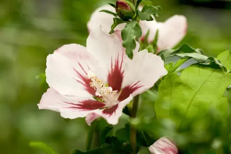 Hibiscus syr. 'Mathilde' - 50-60 CM RB