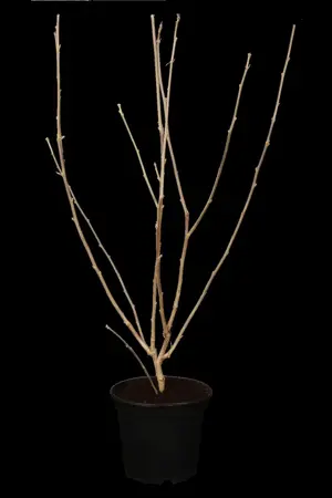 Hibiscus syr. 'Melrose' - 3 Ltr pot - image 2