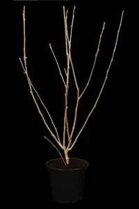 Hibiscus syr. 'Melrose' - 3 Ltr pot - image 2