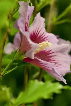 Hibiscus syr. 'Melrose' - 3 Ltr pot - image 4