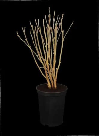 Hibiscus syr. 'Melrose' - 3 Ltr pot - image 1