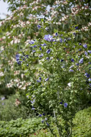 Hibiscus syr. 'Oiseau Bleu' - 2 Ltr pot - image 1