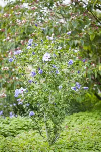 Hibiscus syr. 'Oiseau Bleu' - 2 Ltr pot - image 4