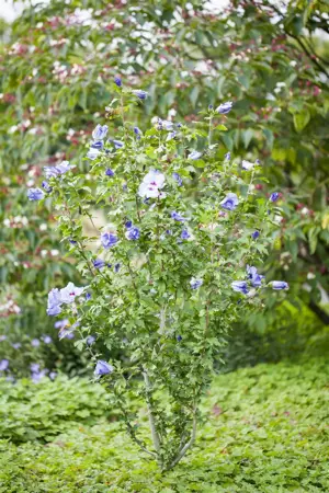 Hibiscus syr. 'Oiseau Bleu' - 60-80 CM C10 - image 4