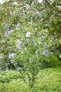 Hibiscus syr. 'Oiseau Bleu' - 1/2 STDS C10 - image 4