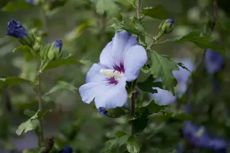 Hibiscus syr. 'Oiseau Bleu' - 2 Ltr pot - image 2