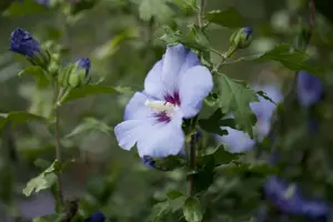 Hibiscus syr. 'Oiseau Bleu' - 2 Ltr pot - image 2