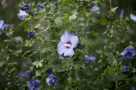 Hibiscus syr. 'Oiseau Bleu' - 2 Ltr pot - image 3