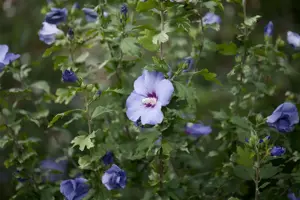 Hibiscus syr. 'Oiseau Bleu' - 2 Ltr pot - image 3
