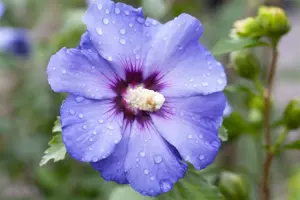 Hibiscus syr. 'Oiseau Bleu' - 2 Ltr pot - image 5
