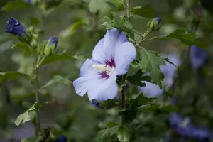 Hibiscus syr. 'Oiseau Bleu' - 60-80 CM C7.5 - image 2