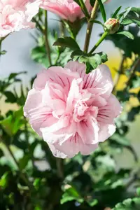 Hibiscus syr. 'Pink Chiffon'? - 2 Ltr pot - image 4