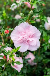 Hibiscus syr. 'Pink Chiffon'? - 2 Ltr pot - image 5