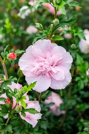 Hibiscus syr. 'Pink Chiffon'? - 60-80 CM RB - image 4