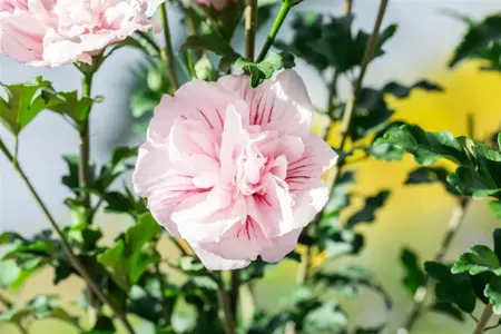 Hibiscus syr. 'Pink Chiffon'? - 2 Ltr pot - image 3