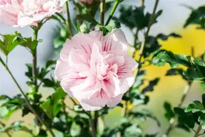 Hibiscus syr. 'Pink Chiffon'? - 2 Ltr pot - image 3