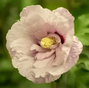 Hibiscus syr. 'Pink Chiffon'?
