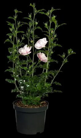Hibiscus syr. 'Pink Chiffon'? - 2 Ltr pot - image 2
