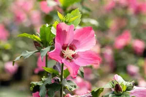 Hibiscus syr. 'Pink Flirt'