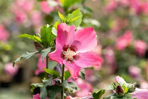 Hibiscus syr. 'Pink Flirt' - 50-60 CM RB