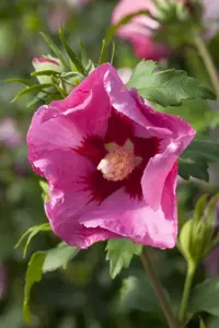Hibiscus syr. 'Pink Giant'
