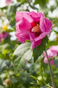 Hibiscus syr. 'Pink Giant' - P9 - image 2