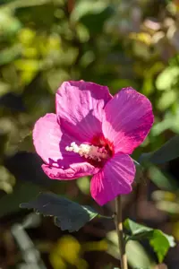 Hibiscus syr. 'Pink Giant' - P9 - image 5