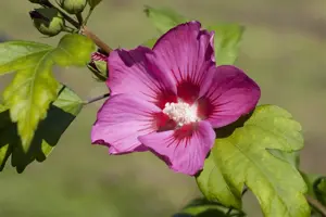 Hibiscus syr. 'Pink Giant' - P9 - image 3