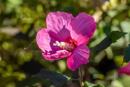 Hibiscus syr. 'Pink Giant' - P9 - image 4