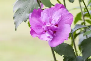 Hibiscus syr. 'Purple Ruffles'? (Sanchonyo)