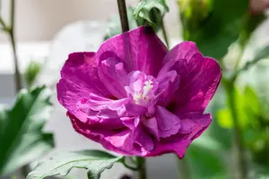 Hibiscus syr. 'Purple Ruffles'? (Sanchonyo) - 100-125 CM C20 - image 5