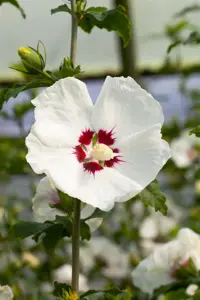 Hibiscus syr. 'Red Heart' - 2 Ltr pot - image 2