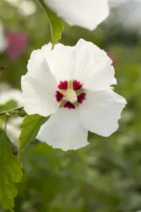 Hibiscus syr. 'Red Heart' - 2 Ltr pot - image 4