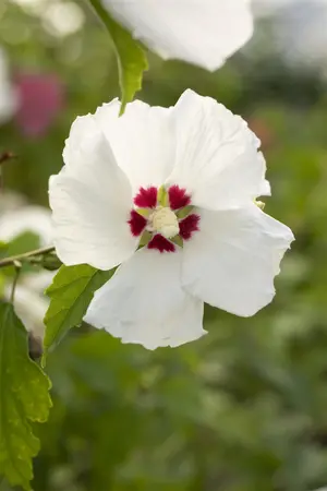 Hibiscus syr. 'Red Heart' - P9 - image 3