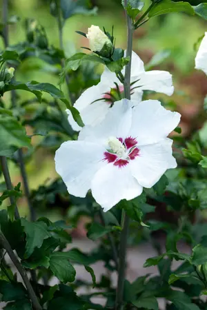 Hibiscus syr. 'Red Heart' - 80-100 CM RB - image 5