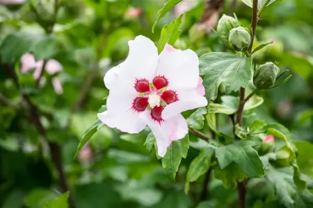 Hibiscus syr. 'Red Heart' - 2 Ltr pot - image 5