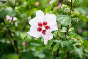 Hibiscus syr. 'Red Heart' - 2 Ltr pot - image 5