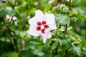 Hibiscus syr. 'Red Heart' - 1/2 STDS C10 - image 5