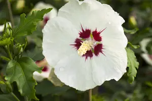 Hibiscus syr. 'Red Heart' - 110 CM STEM RB - image 2