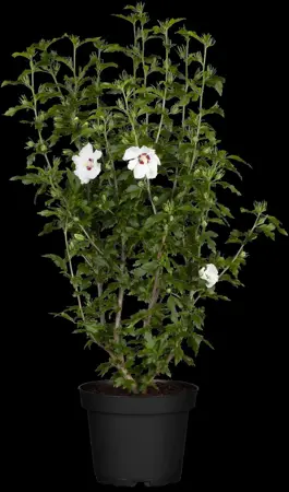 Hibiscus syr. 'Red Heart' - 2 Ltr pot - image 1