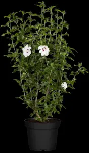 Hibiscus syr. 'Red Heart' - 60-80 CM C10 - image 5