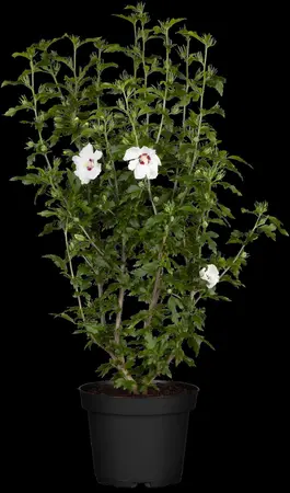 Hibiscus syr. 'Red Heart' - 1/2 STDS C10 - image 1
