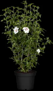 Hibiscus syr. 'Red Heart' - 1/2 STDS C10 - image 1