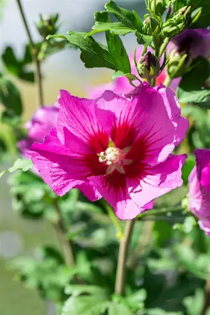 Hibiscus syr. 'Russian Violet' - 80-100 CM RB - image 2