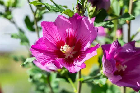Hibiscus syr. 'Russian Violet' - 80-100 CM RB - image 1