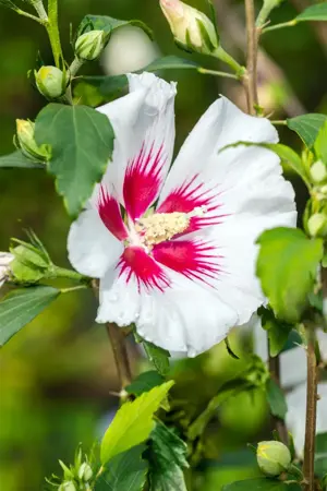 Hibiscus syr. 'Shintaeyang' - 40-50 CM C3.5 - image 2