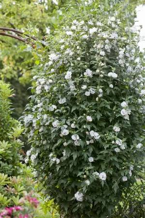 Hibiscus syr. 'Speciosus' - 3 Ltr pot - image 1